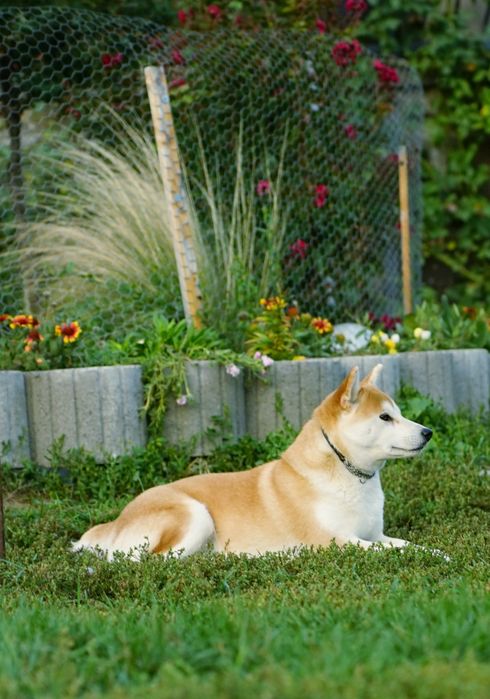 Shiba cu Pedigree