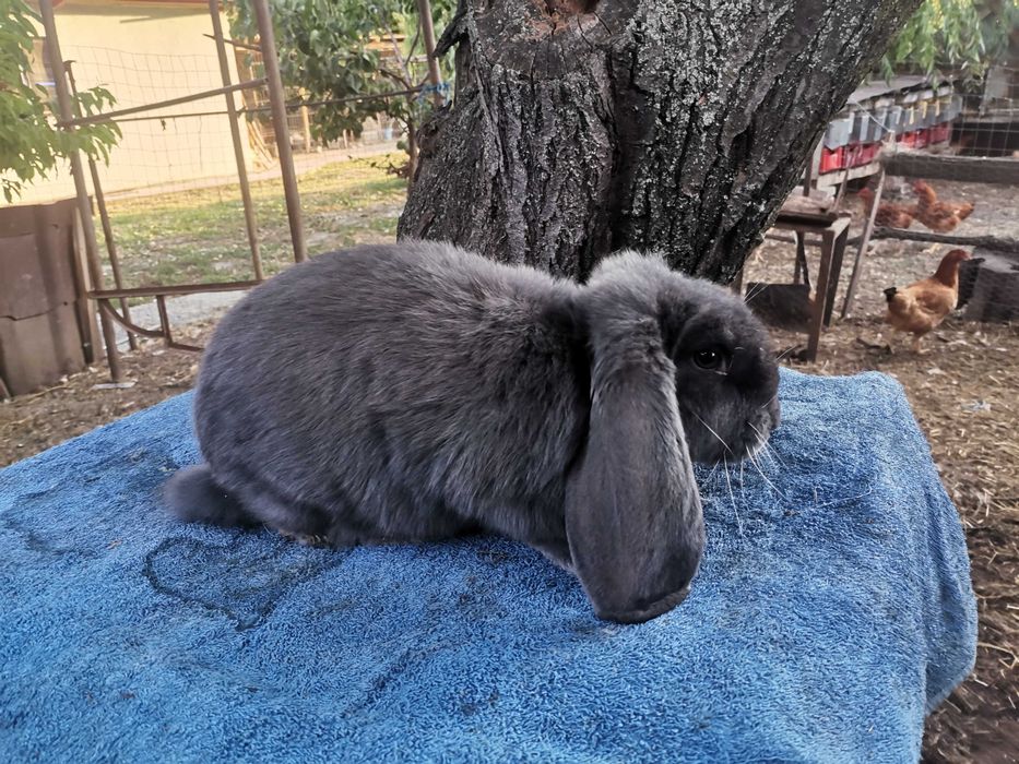 Iepuri berbec german