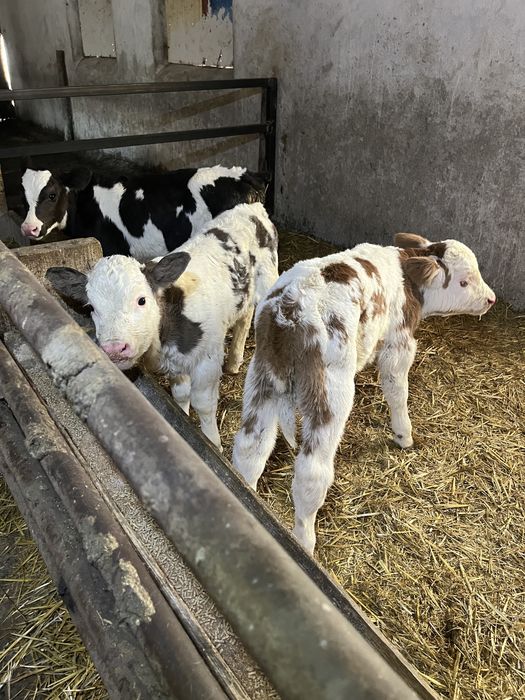 Vitei taurasi de vanzare