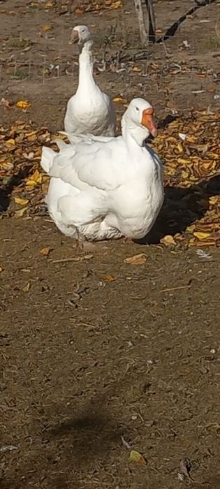 Pereche holmogor de vanzare