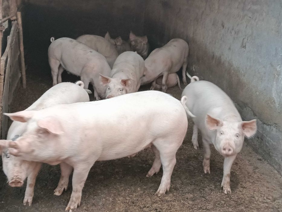 Свинско трупно пърлено месо на половинки