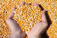 Сухая крупная качественное зерно Кукурузы оптом