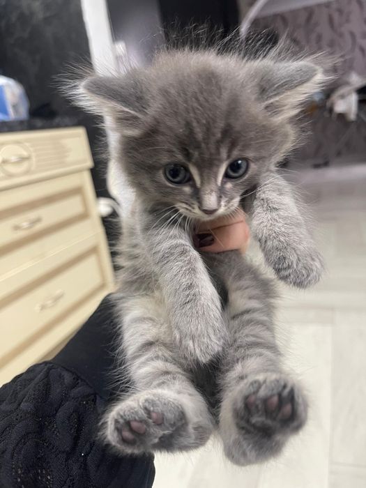 Отдам котят в добрые и заботливые руки