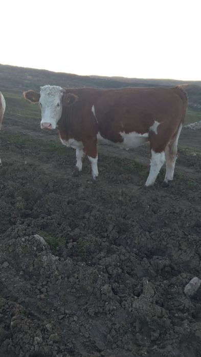 Vand junincii si viței  cu Certificat de Origina B.R