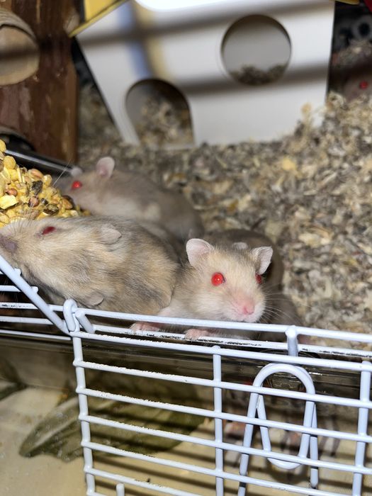 Hamster pitic de vanzare.