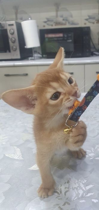 Продаётся Абессинский котята