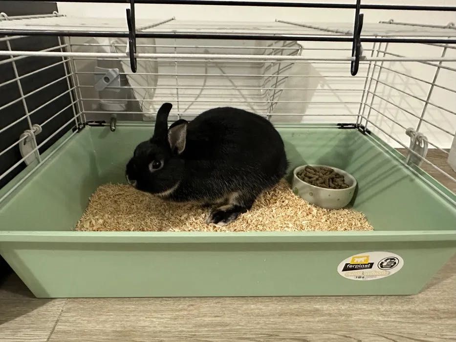 Продавам мъжки заяк