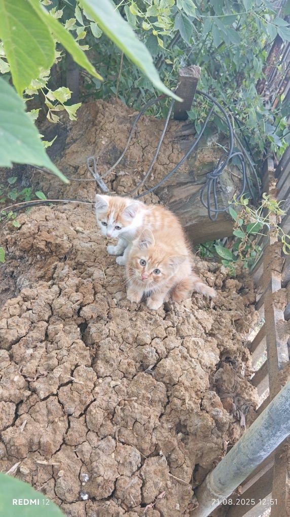 Котята,в добрые руки