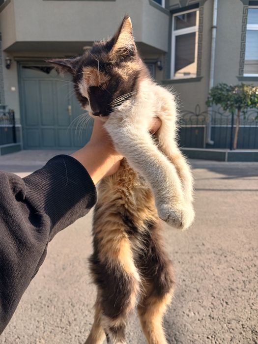 Котята отдаются в добрые руки