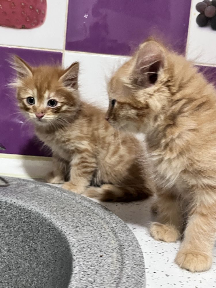 Котята в добрые руки!