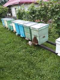 Vand familii de albine cu lada