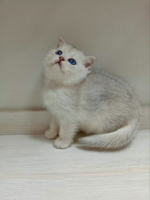 Шотланский Скоттиш Страйт ! Серебро Шиншилла!