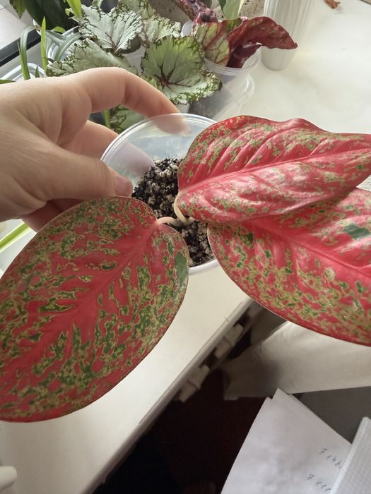 Черенки укорененные на фитильный полив