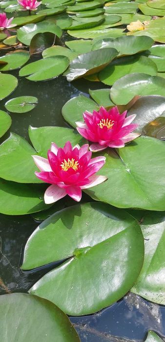 Plante pentru Iaz, Nuferi, Irisi, Papura, Zambile