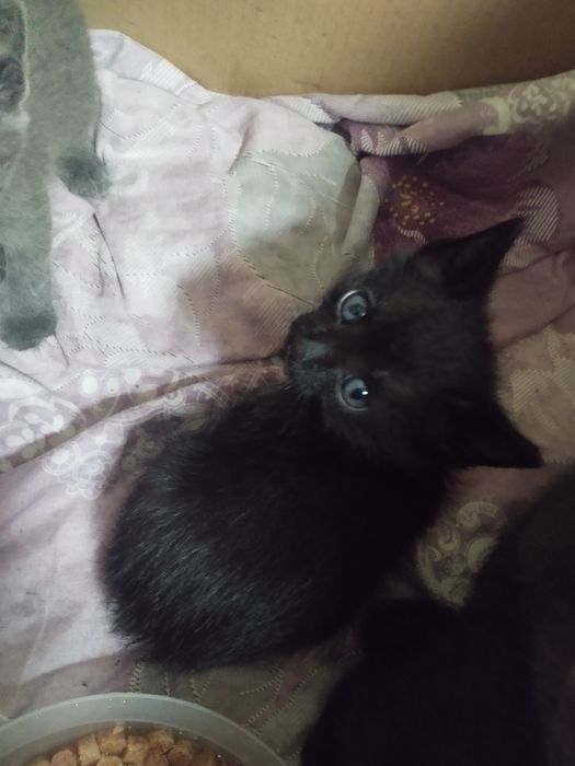 Отдам котят бесплатно