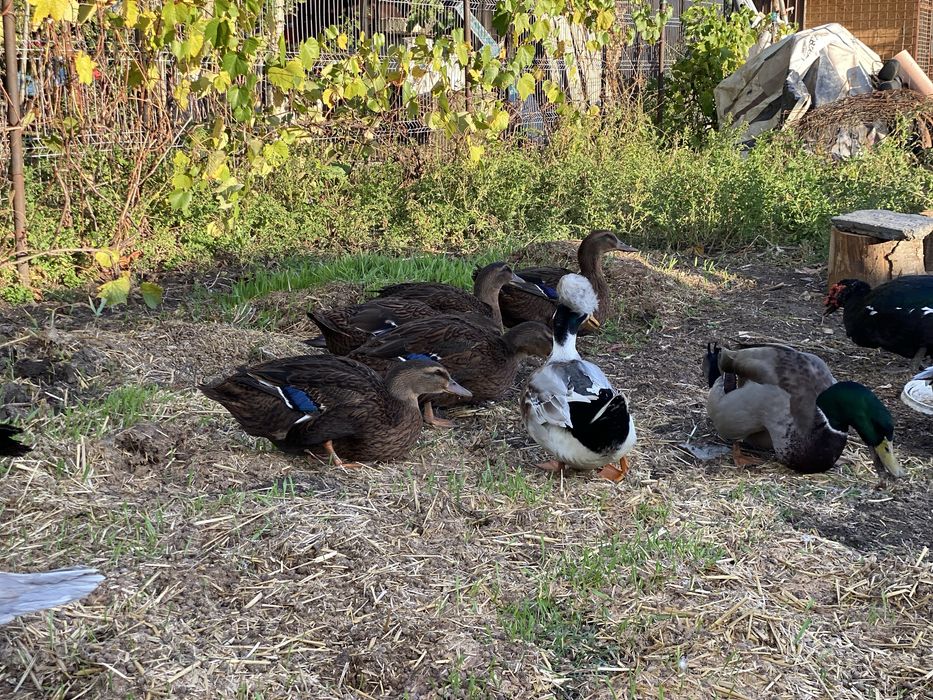 Rațe si rațoi rouen salbatic