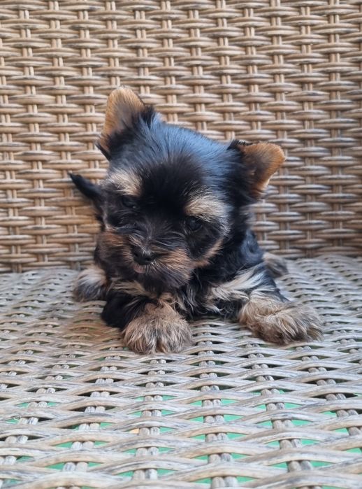 Йоркширски териер Бивър Blue Berry от родословни родители