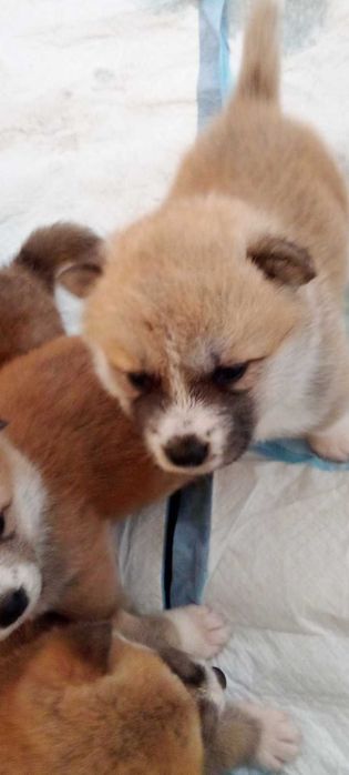 Мъжко кученце Акита