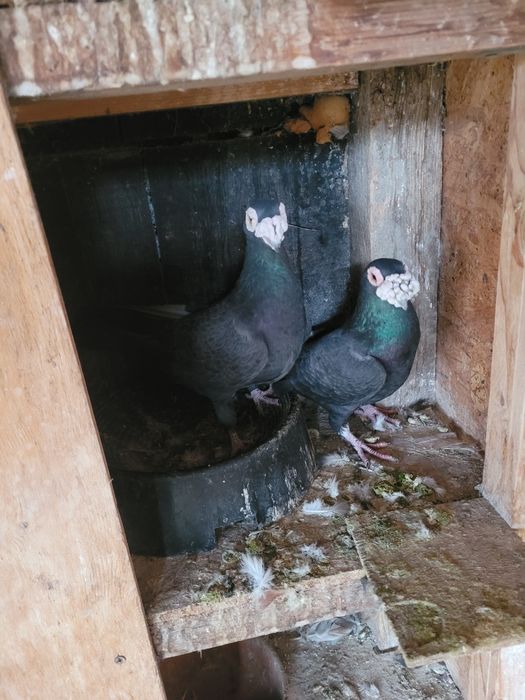 Porumbei voiajori duduros