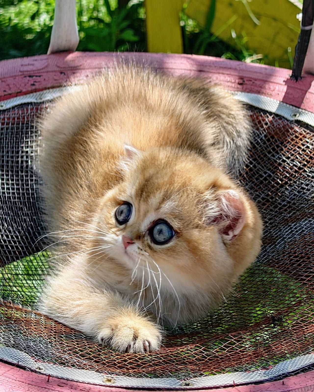 Scottish straight shorthair chinchila golden cu pedigree