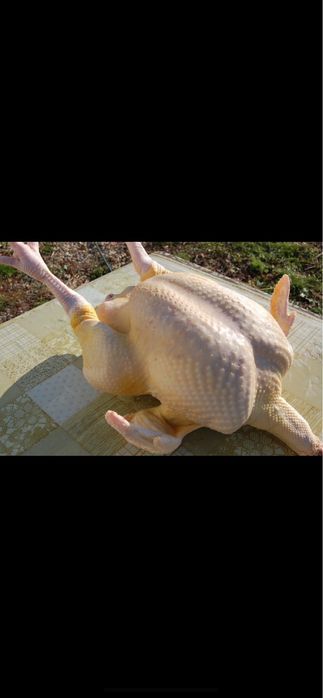 Curcani perlați 35 lei kg in viu, 40 de lei kg tăiat