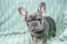bulldog francez blue tan