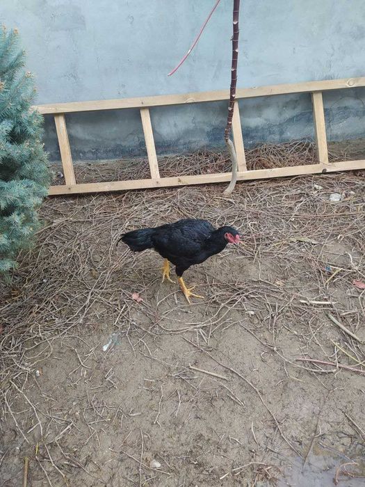 Дакан хурозлар товуклар сотилади