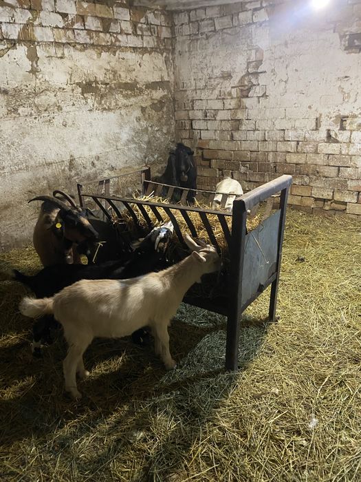 Свободни две кози две ярета и един пръч