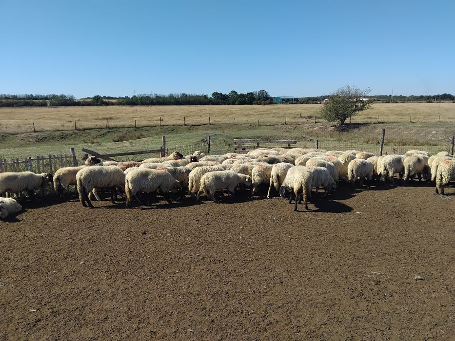 Oi de ținut, de vânzare