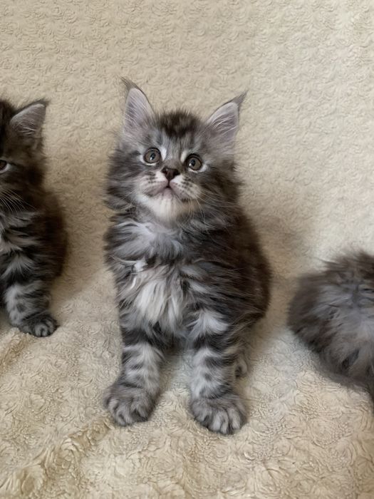 Мейн-кун котята с документами