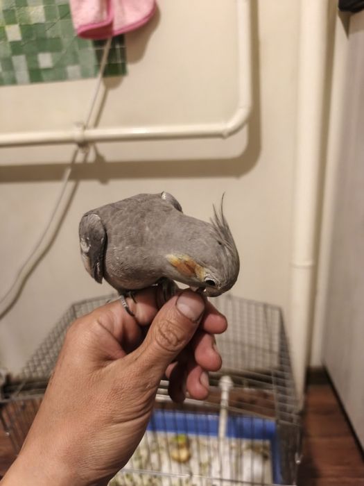 Korella sotiladi qafasi bilan 1 шт