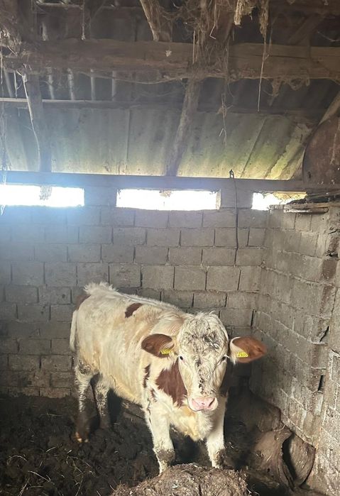 Vand Vitea Balțată