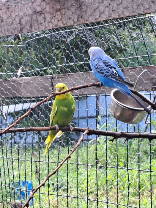 Papagali Perusi/Nimfe