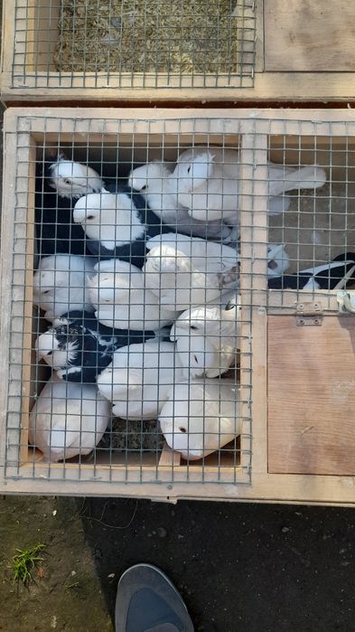 Porumbei misirlii și jucători