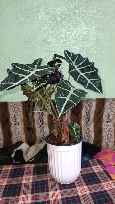 Алоказия Полли крупный