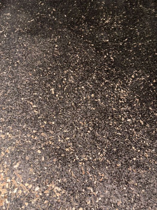 Floarea soarelui 2025