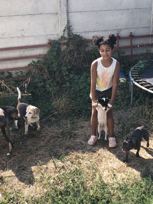 Cazare caini talie mica si medie