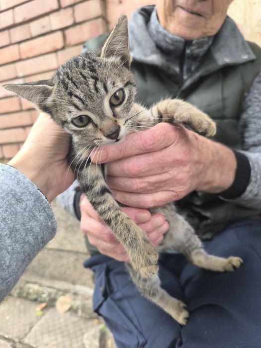 Котета търсят дом