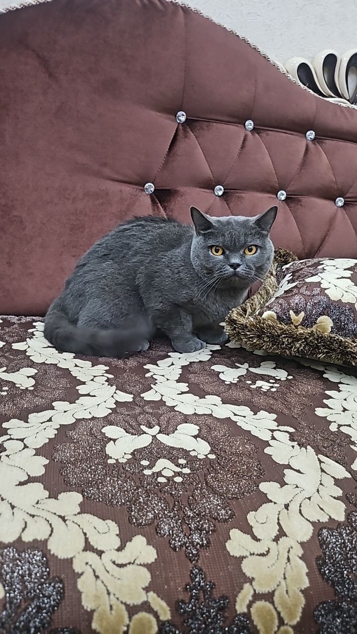 Британской котя чисто