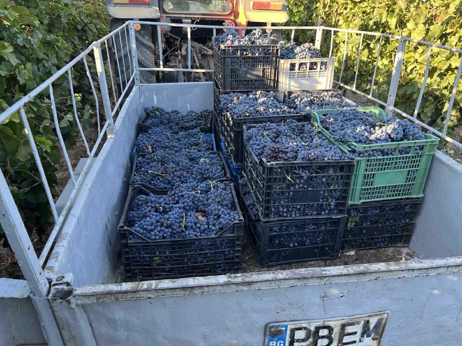 Продавам грозде - мерло и каберне