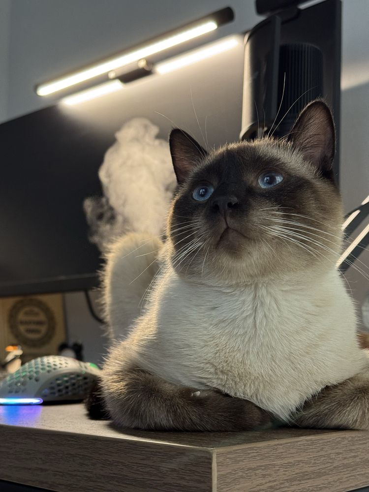 Сиамский кот для вязки