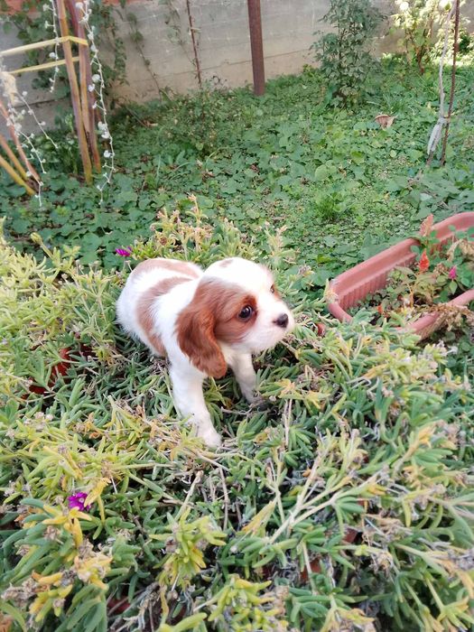 Кавапу и Кавалер Кинг Чарлз шпаньол