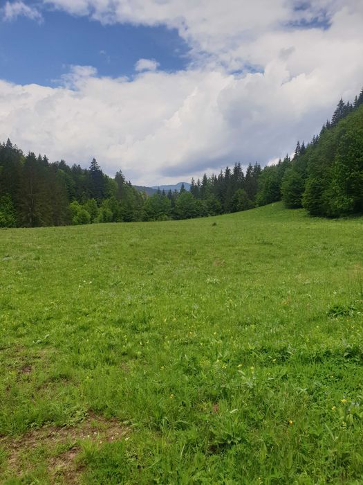 Vând teren Tarcău Neamț