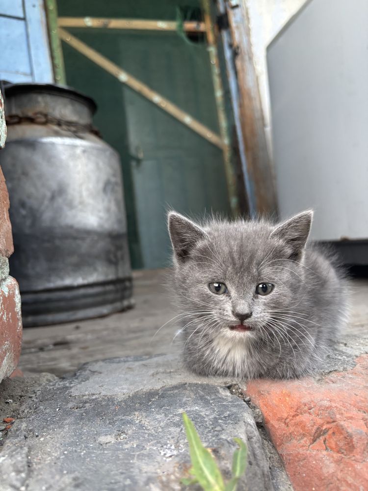 Отдам котят 2 девочки