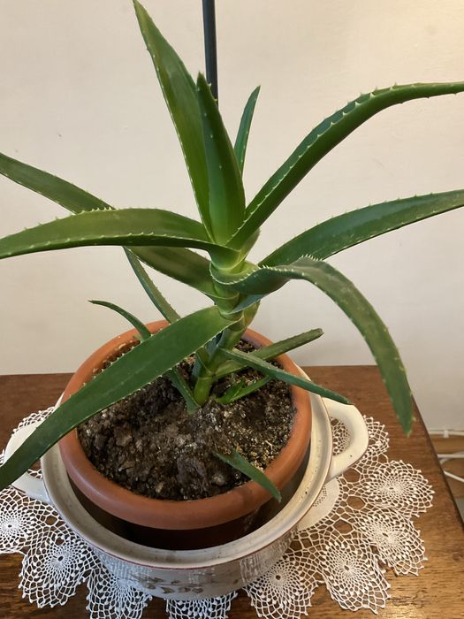 Aloe vera,yucca,calanchoe,suporturi pentru ghivece,muscate