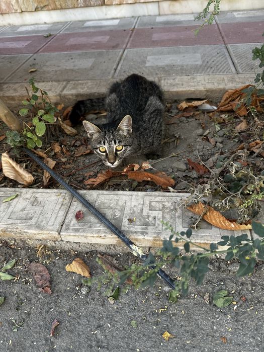 Котята,  две девочки в добрые руки