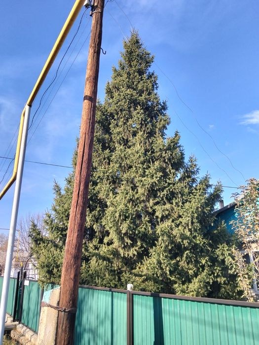 Продам ёлку живая