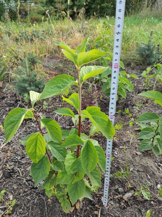 Жасмин (чубушник) саженцы