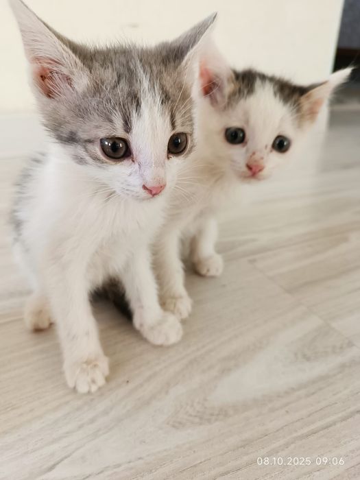 Котята бесплатно по городу доставка бесплатно