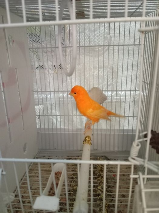 Красные канарейки.